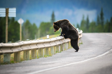 Obraz premium Grizzly Bear (Ursus arctos horribilis)