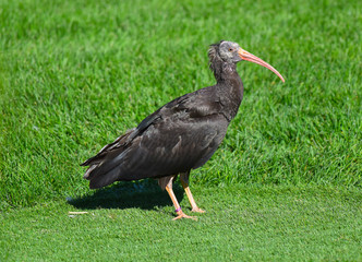 Ibis eremita in primo piano sul prato