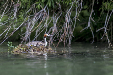 Podiceps cristatus