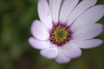 Fototapeta premium Hardy Osteospermum