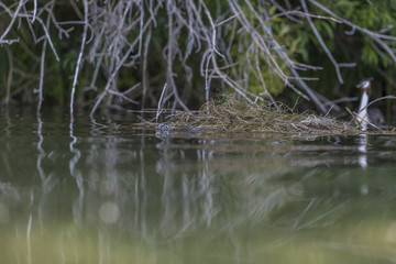 Podiceps cristatus