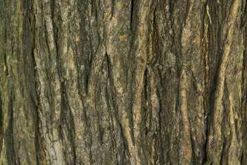 bark of a Sophora japonica tree