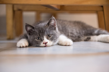British Shorthair, kitten, shot indoors