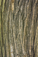 Obraz premium bark of a Sophora japonica tree