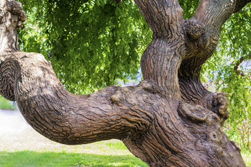 Sophora japonica tree. The trunk and leaves of the tree. Acacia.