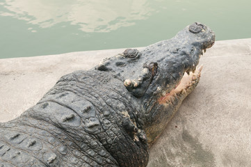 Huge crocodile drying skin on the ground #1