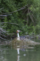 Podiceps cristatus
