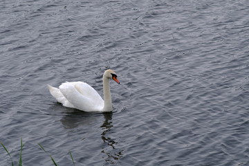 Male lone swan floating on the pond.