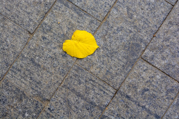 leaf fall. yellow leaf. autumn. paving stone background. relief texture.
