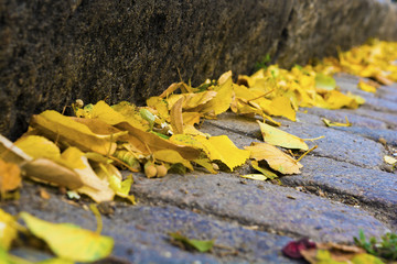 leaf fall. yellow leaf. autumn. paving stone background. relief texture.
