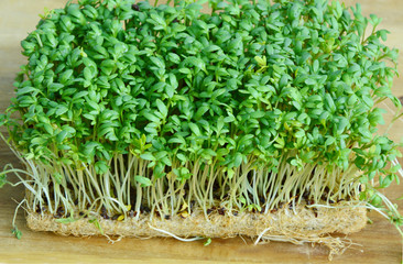 Health Benefits  and Nutritional Value of garden cress.
Garden cress on wooden background.