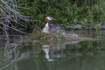 Podiceps cristatus
