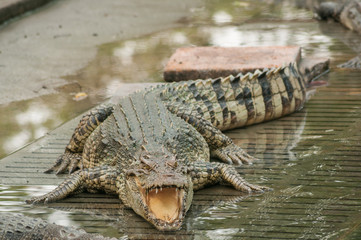 A crocodile on the wet ground #1