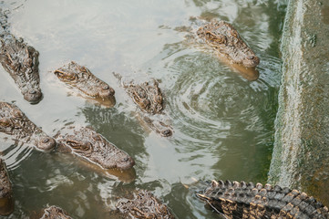A lot of crocodiles in a pond