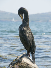 Close up of a great Cormorant Sea Bird