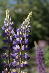 Spikes of purple wildflowers vicia cracca