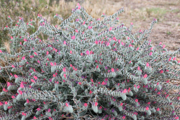 roslinność Krety © camomille13