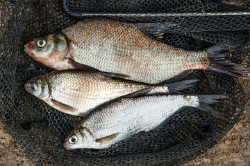 Several common bream fish and silver bream or white bream fish o