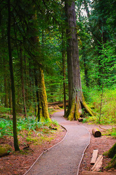 Cathedral Grove