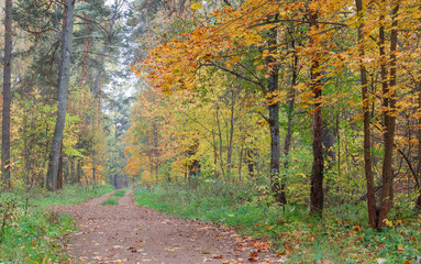 Obraz premium Pathway through the autumn forest.