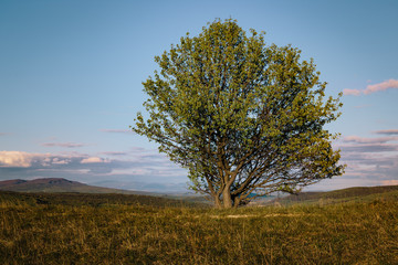 Obraz premium Lone tree at sunset