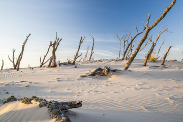 beautiful view of the coastal dunes