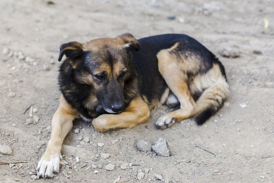 sad homeless dog portrait, street dog photo