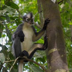 Langur Thomas is sitting on a branch of a thick tree trunk and i