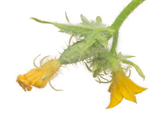 green small cucumber with yellow flowers