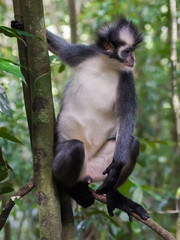 Langur Thomas is sitting on a branch and showing his white belly