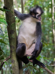 Fototapeta premium Langur Thomas is sitting on a branch and showing his white belly