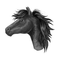Black mare horse sketch for riding club design