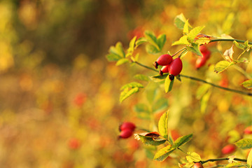 rose hip