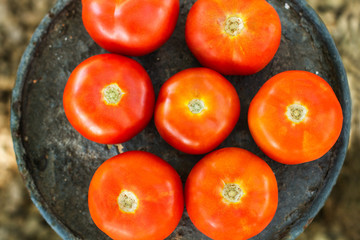 Tomates