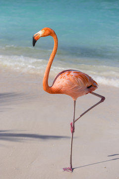 Flamingo on Flamingo beach, Renaissance Island, Oranjestad, Aruba, Lesser Antilles, Netherlands Antilles