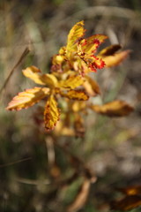 Осенняя листва