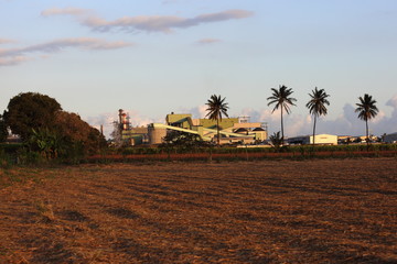 palmier et champs ananas