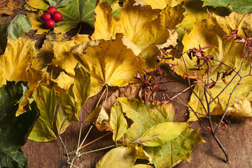 composition of autumn leaves
