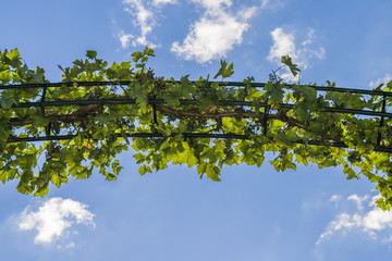 Biue sky. Grapevine a blue sky background. Sunny day.