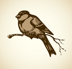 Vector drawing. Tits, sparrows and bullfinches on branches