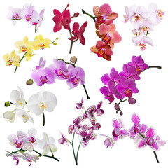 set of eleven orchid flowers branches isolated on white