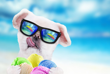 Dog wearing sunglasses relaxing in the sea background.Dog eats ice cream.