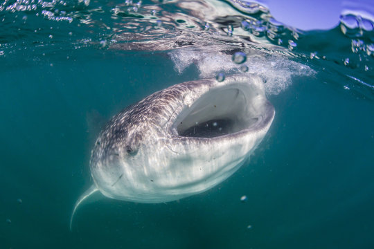 Whale shark (Rhincodon typus), filter feeding underwater off El Mogote, near La Paz, Baja California Sur, Mexico