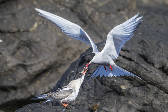 Adult Arctic tern (Sterna paradisaea) returning from the sea with fish for its chick on Flatey Island, Iceland