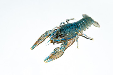 alive crayfish isolated on white background, live crayfish closeup, fresh crayfish. Cancers to beer, dill, boiled crawfish, beer snacks, sea crayfish,Beer with crayfish,beer with crawfish photo