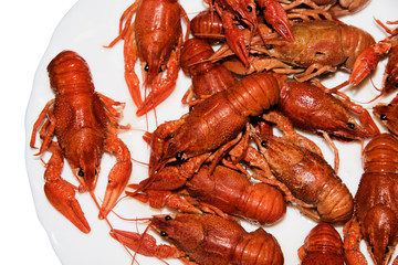 Boiled red crayfishes on a white dish. Brotherhood of red crawfish, Boiled crawfish with dill, Cancers to beer, dill, boiled crawfish, beer snacks, sea crayfish