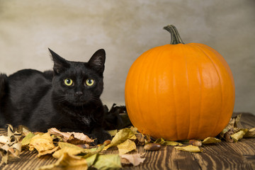 Back cat as a symbol of Halloween with orange pumpkin - 122739392