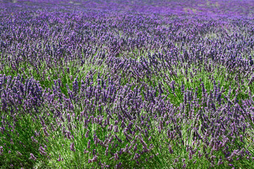 Fototapeta premium Lavender fresh growing flowers close up in summer field, France