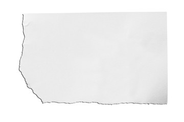 Obraz premium ripped in paper on white , space for copy