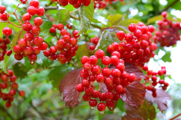 Bunches of red viburnum berries with raindrops at the end of summer season. Fresh organic guelder rose with green leaves in village garden. Seasonal fruit, fall harvest and medicinal plant concept.
